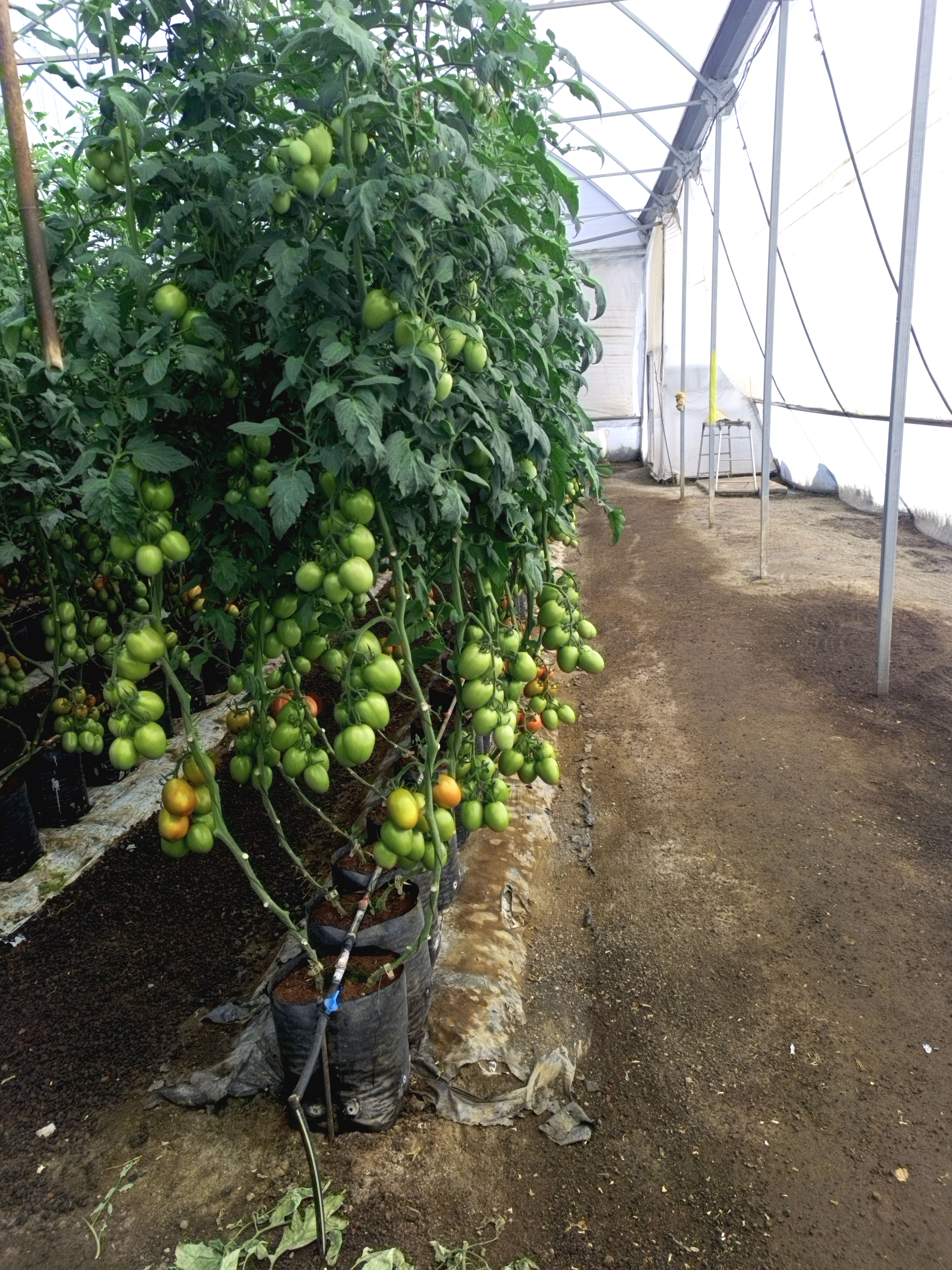 Producción Agrícola